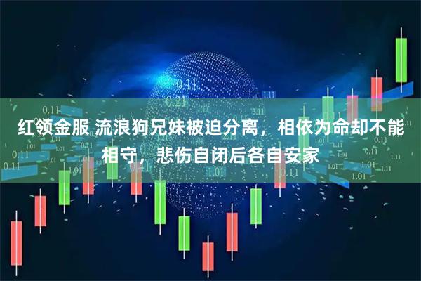 红领金服 流浪狗兄妹被迫分离，相依为命却不能相守，悲伤自闭后各自安家
